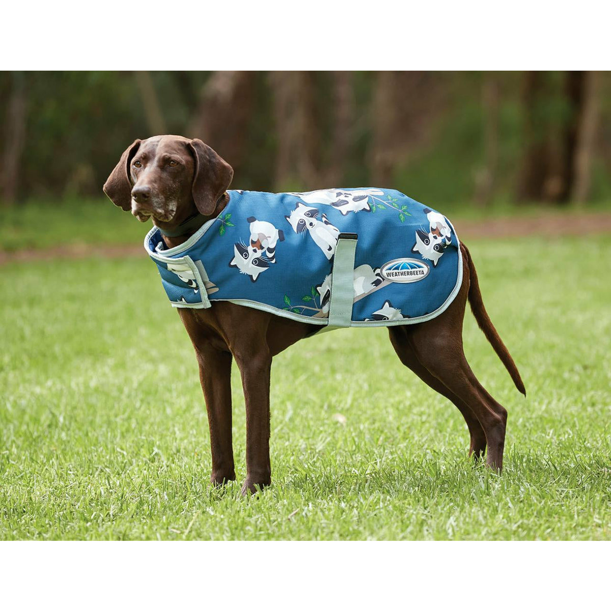 Weatherbeeta dog parka on sale