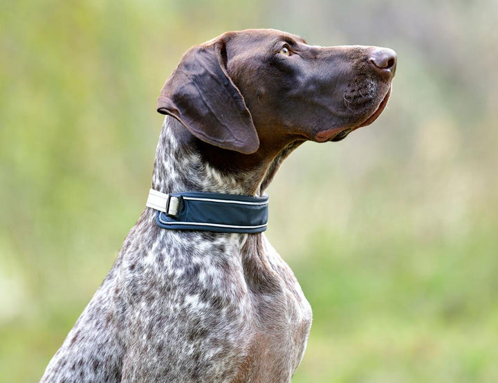 Explorer Dog Collar