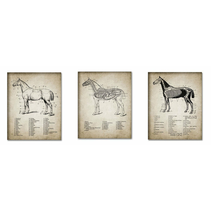 Horse Anatomy Canvas A3 set of 3