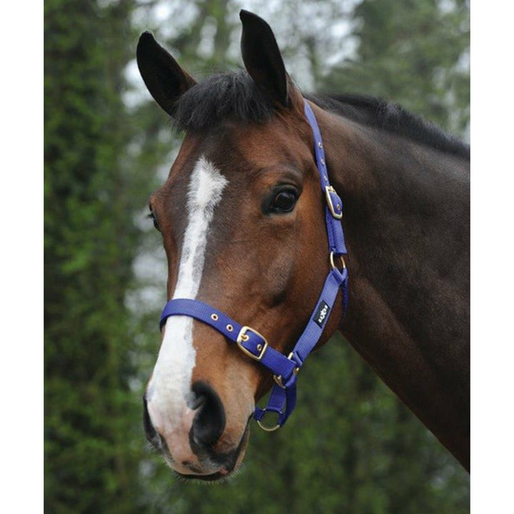 Saxon Nylon Brass Buckle Headcollar