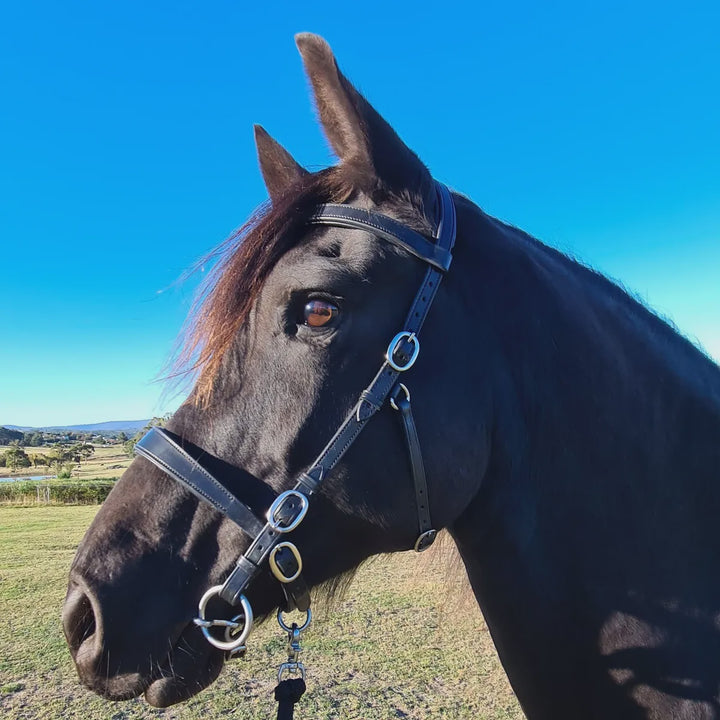 Innovative Equestrian Bridle